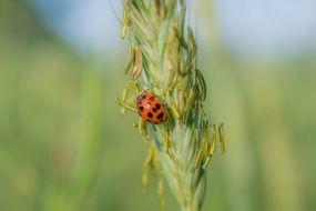 Ladybug on blooming ears in Field, macro