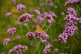 butterfly on flowers of verbena