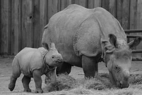 rhino with baby