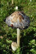 ladybug sitting on a mushroom