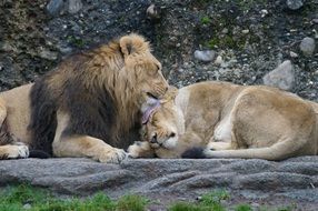 lion and lioness near the rock