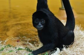 black monkey in the hellabrunn zoo