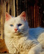 wonderful and beautiful White Cat