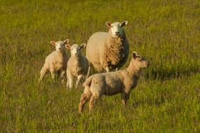 sheep with cubs in a meadow
