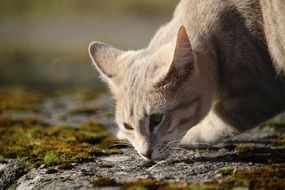 Cat smelling stone