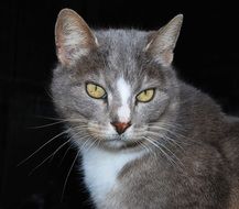 nice grey Cat