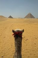 camel in the desert of cairo