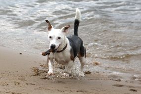 playing jack russell on the beach