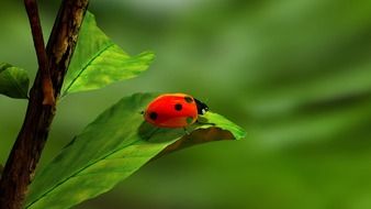 bright ladybug on green leaves close up