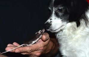 hand of a man with a mouse near a dog