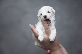 White puppy on a hand