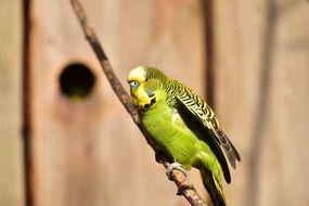 green parrot sitting on a branch