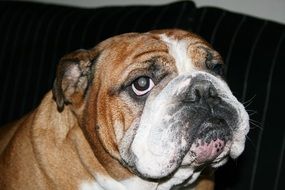 portrait of a young bulldog