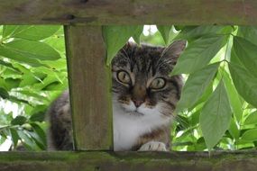 curious cat behind the fence