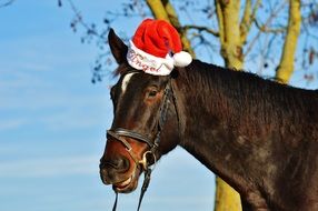 portrait of horse in santa claus hat