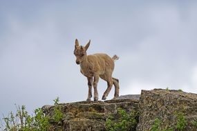 Cute young capricorn on the rocks on a cloudy day