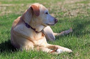 portrait of charming Yellow Labrador dog