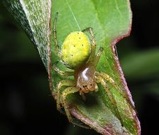 green spider on green leaf