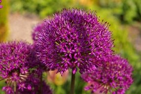 purple ornamental onion blossoms