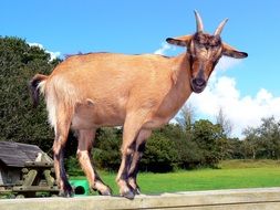 brown goat on a farm