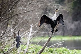 cormorant bird on a tree branch in the wildlife