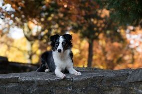 perfect beautiful Australian Shepherd Mini Dog