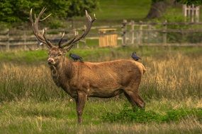 deer with big horns in the wild