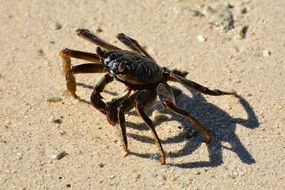 crustacean in the sand under the bright sun