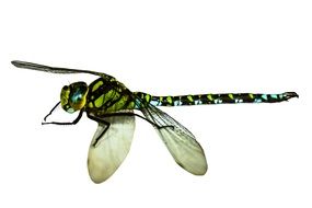 blue green dragonfly on the white background