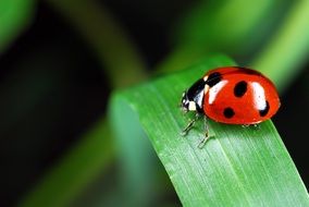 adorable Ladybug on green leaf Macro