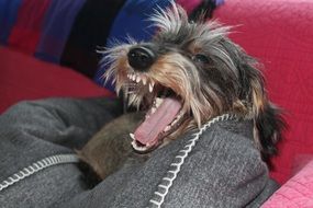 angry little dog