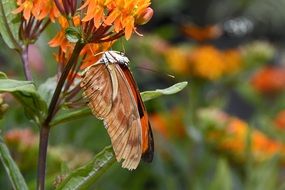 Butterfly Ion Orange plant