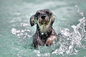 funny doggy playing in the water