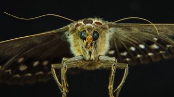 Butterfly Face portrait