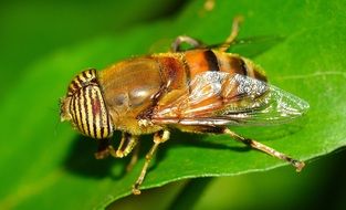 diptera insect on a green leaf