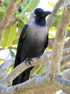 raven on tree branches