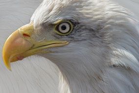portrait of a beautiful white eagle