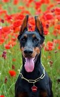 pretty Doberman Dog