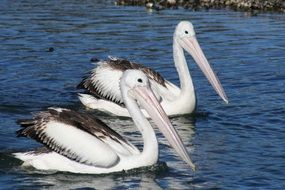 two pelicans in the pond