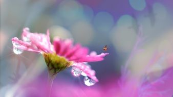 Bee flying Pink flower blossom