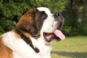 St Bernard Dog sticks out tongue outdoor