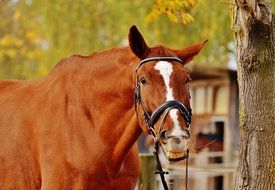 portrait of domestic horse showing teeth