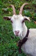 picture of the white goat