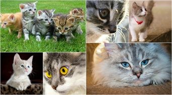 Kittens Collage