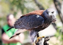 Falcon on the branch