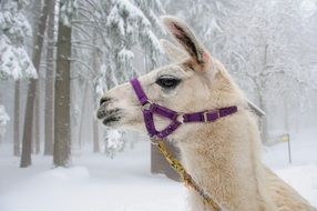 llama's head on the background of the winter forest