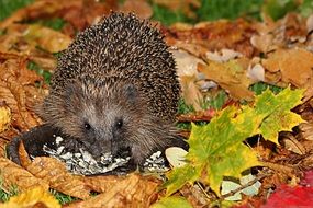hedgehog in the fall foliage