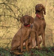 perfect beautiful Dog Vizsla