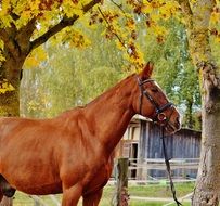 beautiful Horse beneath trees