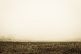 lonely sheep on the field